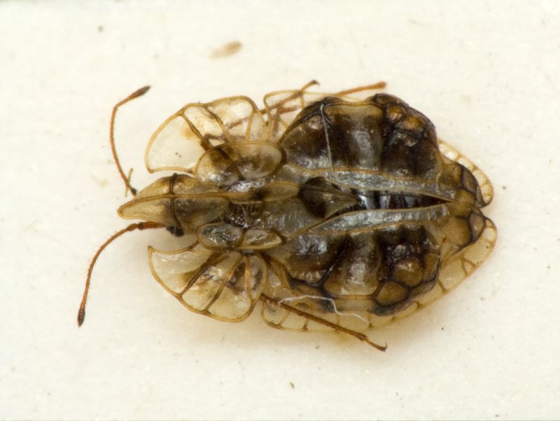 Galeatus sinuatus (Herrich-Schäffer, 1838)